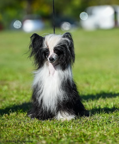 Magic of Success DIAMOND "Dyoma" Magic of Success DIAMOND "Dyoma"