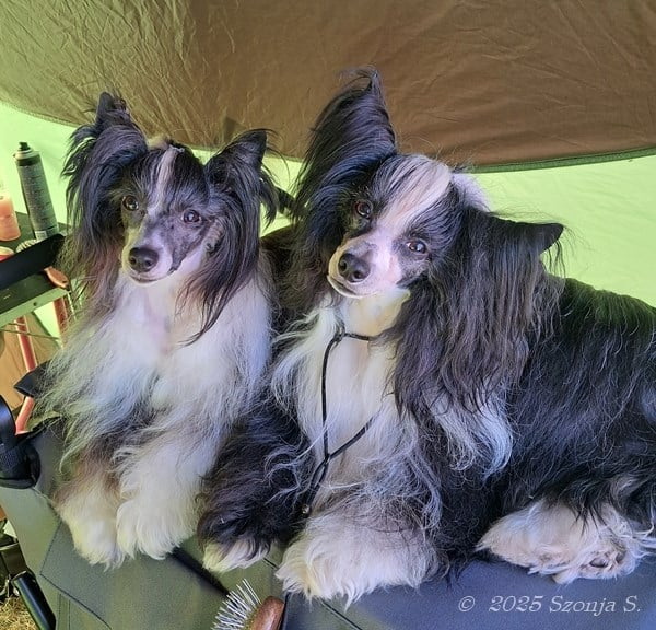 12. Okt. 2025 - mit Rapunzel (links) Backa Topola/SRB