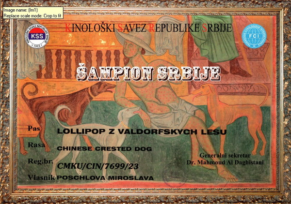 30. Okt. 2025 - Urkunde Schönheits-Champon Serbien