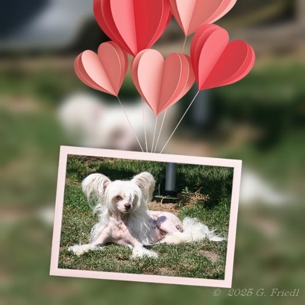 Best Veteran CACIB Sarvar/HU - July 19, 2025