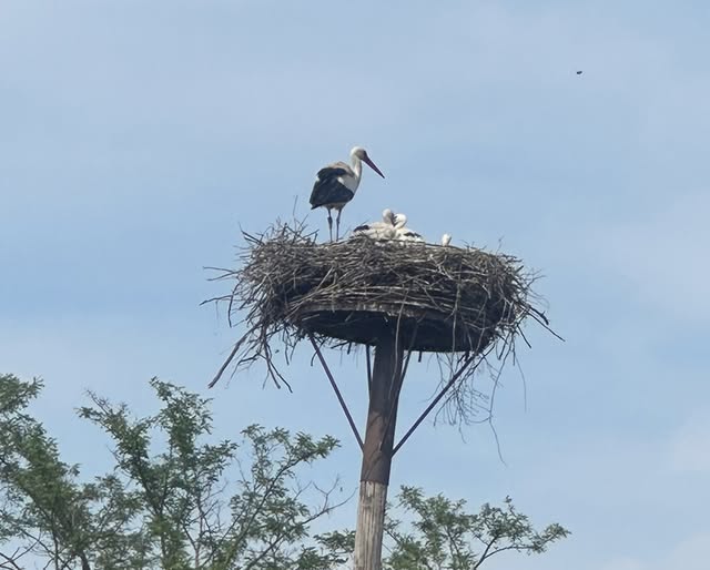 Storks Storks