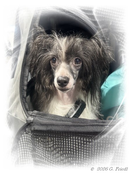 Rapunzel Budapest 02/05/2026 Rapunzel Budapest 02/05/2026