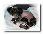 Caipirinha's O litter